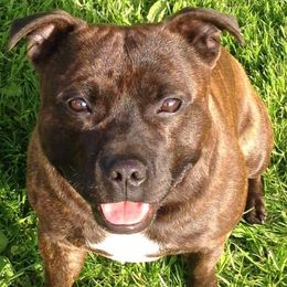 Staffordshire Bull Terriers from Lisa's Staffordshire Bull Terriers
