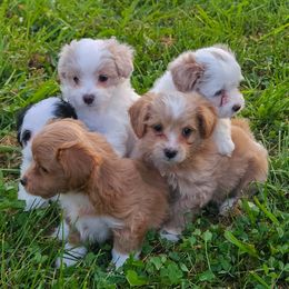 Maltese, Maltipoos, and Poodles from Little Land of Puppies
