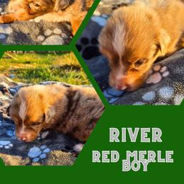 River - Red merle male Australian Shepherd puppy in Abilene, Texas from S&K Aussies N' Rotties