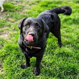 Halli - Labrador Retriever