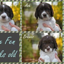 Drentsche Patrijshond and Spinone Italiano Puppies from Two Gun Kennels