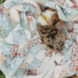 American Corgi and Pembroke Welsh Corgi Puppies from Dollhouse Farm