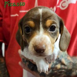 Picasso - Piebald male Dachshund puppy in New Caney, Texas from BouncinMiniWeenies