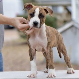 Boone - Brown brindle male American Staffordshire Terrier puppy in St. Augustine, Florida from LBK & Ancient City