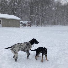 German Shorthaired Pointer All Grown Up from Valerie Ray's German Shorthaired Pointer