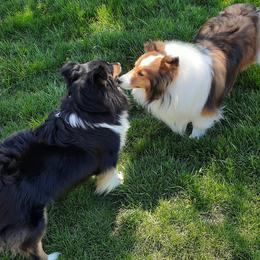 Shetland Sheepdogs from Ceilidh Shelties