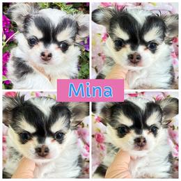 Mina - Black and white female Chihuahua puppy in El Sobrante, California from Dolce Coco Chihuahuas
