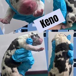 KENO - Harlequin male Great Dane puppy in Wellsville, New York from Prophecy Danes