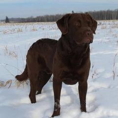 Guage - Chesapeake Bay Retriever
