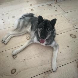 Teddy - Agouti and white male Siberian Husky puppy in Londonderry, New Hampshire from Kristie’s Husky Haven