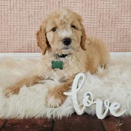 Scooby - Apricot male Goldendoodle puppy in Guthrie, Oklahoma from Edmond Doodles, LLC