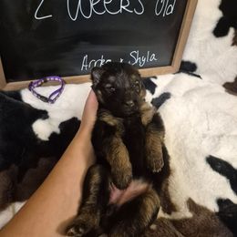 Purple collar female - Black and red female German Shepherd puppy in Eugene, Oregon from Vom Osuna K9s