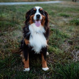 Stella - Bernese Mountain Dog