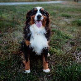 Stella - Bernese Mountain Dog