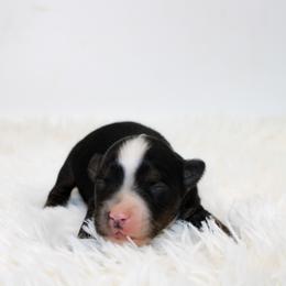 Chance - Black tri male Miniature Australian Shepherd puppy in Foxworth, Mississippi from Ten Mile Aussies