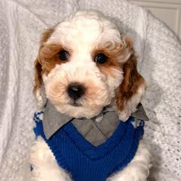 Cogsworth - Parti male Goldendoodle puppy in Beecher, Illinois from Erica’s Doodles