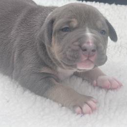 Blue Tri 1 - Blue tri-color male American Bully puppy in Union County, North Carolina from XLRG BULLIES
