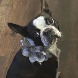 Gypsy - Boston Terrier