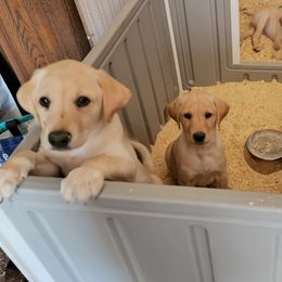 Labrador Retriever Puppies from Melissa's Labradors