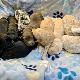 Aussiedoodle and Labradoodle Puppies from Doodles on Duty