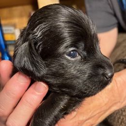Amethyst - Black female Flat-Coated Retriever puppy in Saxapahaw, North Carolina from Banquo