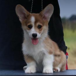 Whiskey - Sable male Pembroke Welsh Corgi puppy in West, Texas from Rustic Spur Kennel