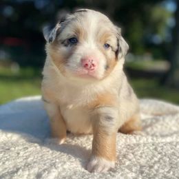 Australian Shepherd Puppies from DC Aussies