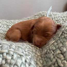 Baby Bule - Red  male Goldendoodle puppy in Greenville, South Carolina from Law Doodles of SC