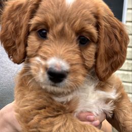 Holly - Red  female Goldendoodle puppy in Morriston, Florida from Florida's Joyful Goldendoodles