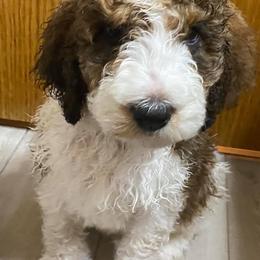 Bernedoodles from Lucky Paws Bernedoodles