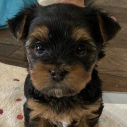 Yorkshire Terriers from Yorkie's by Bella