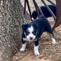 Australian Shepherd, Miniature Australian Shepherd, and Toy Australian Shepherd Puppies from Hunt Farms Mini Aussies