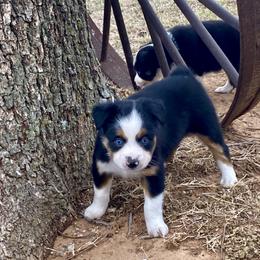 Australian Shepherd, Miniature Australian Shepherd, and Toy Australian Shepherd Puppies from Hunt Farms Mini Aussies