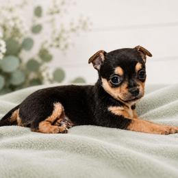 Black - Tan Smooth Coat Male - Black and tan male Chihuahua puppy in Nashville, Tennessee from Music City Chi’s