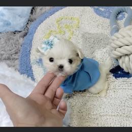 Maltese and Yorkshire Terrier Puppies from tatortot pup