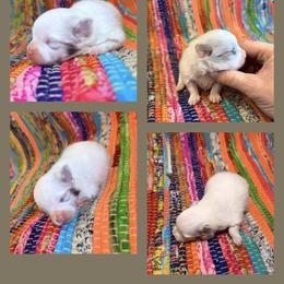 Blue Merle Parti - Blue merle female Pomeranian puppy in Harrah, Oklahoma from Sunshines Pomeranians & Cavapoos