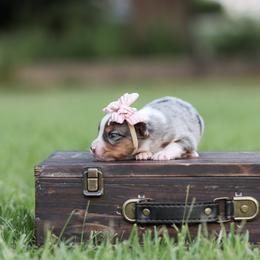 Matcha - Blue merle female Miniature Australian Shepherd puppy in White Oak, Texas from Triple Lake Ranch Miniature Australian Shepherds