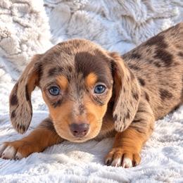 Missy - Dapple female Dachshund puppy in Farmington, Missouri from Eva Leas Pups