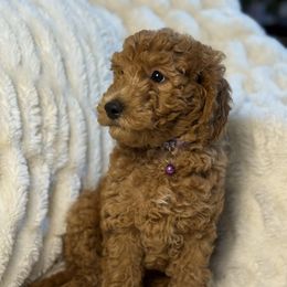 Malibu - Red  female Goldendoodle puppy in La Verne, California from Marshall Goldendoodles