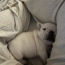 French Bulldog Puppies from The Midwest Frenchies