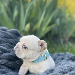 French Bulldogs from Gemballa French Bulldogs