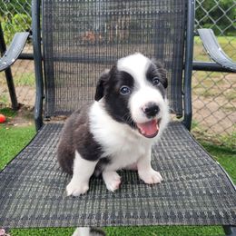 Seal - Seal male Border Collie puppy in Morgan, Texas from Shooting Star Ranch
