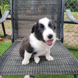 Seal - Seal male Border Collie puppy in Morgan, Texas from Shooting Star Ranch