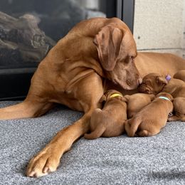 Dalmatians and Vizslas from River Falls Kennel
