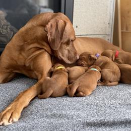 Dalmatians and Vizslas from River Falls Kennel