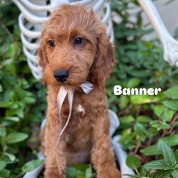 Banner - Red  male Goldendoodle puppy in Herriman, Utah from Gypsi Doodles & Poodles LLC.