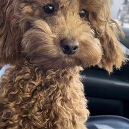 Poodle Puppies from Poodles of Tampa Bay