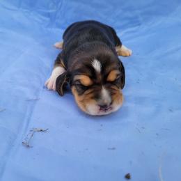 Meeny - Black tan and white male Beagle puppy in Palmyra, Nebraska from Nebraska K9's