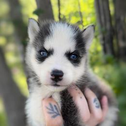 Boy 3 - Black and white male Siberian Husky puppy in Solon Springs, Wisconsin from Werpstead Shorties