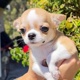 Latte - Fawn and white male Chihuahua puppy in El Sobrante, California from Dolce Coco Chihuahuas
